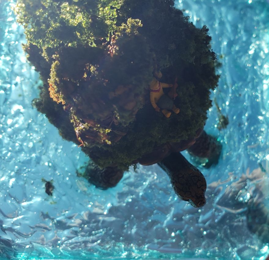 I Created This Turtle Island