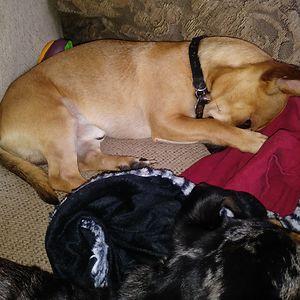 blondhorsecrazy72 avatar