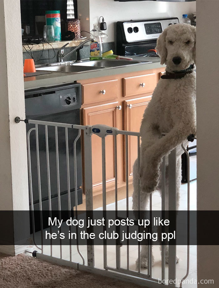 Funny-Hilarious-Dog-Snapchats