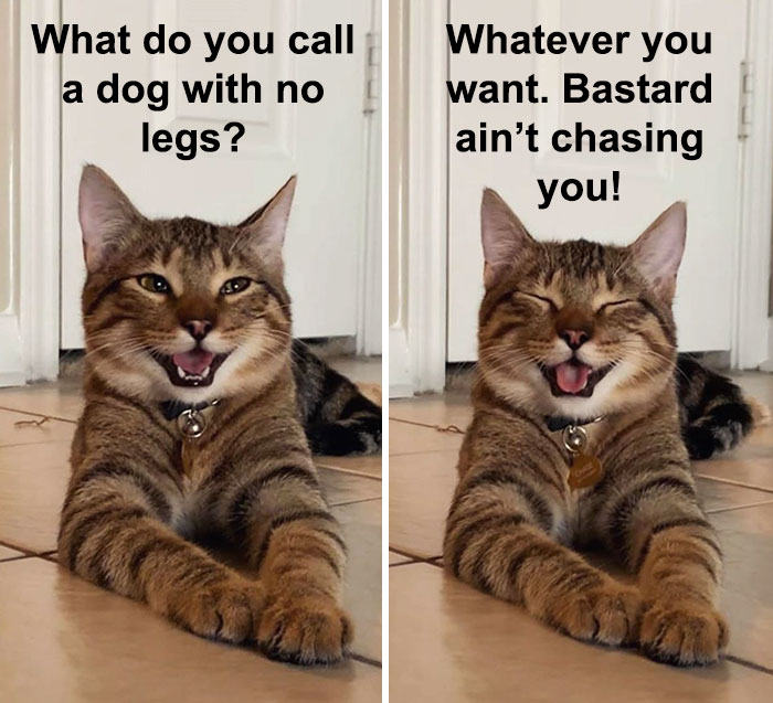 Cat-Meme-Joke