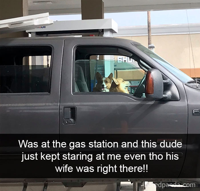 Funny-Hilarious-Dog-Snapchats