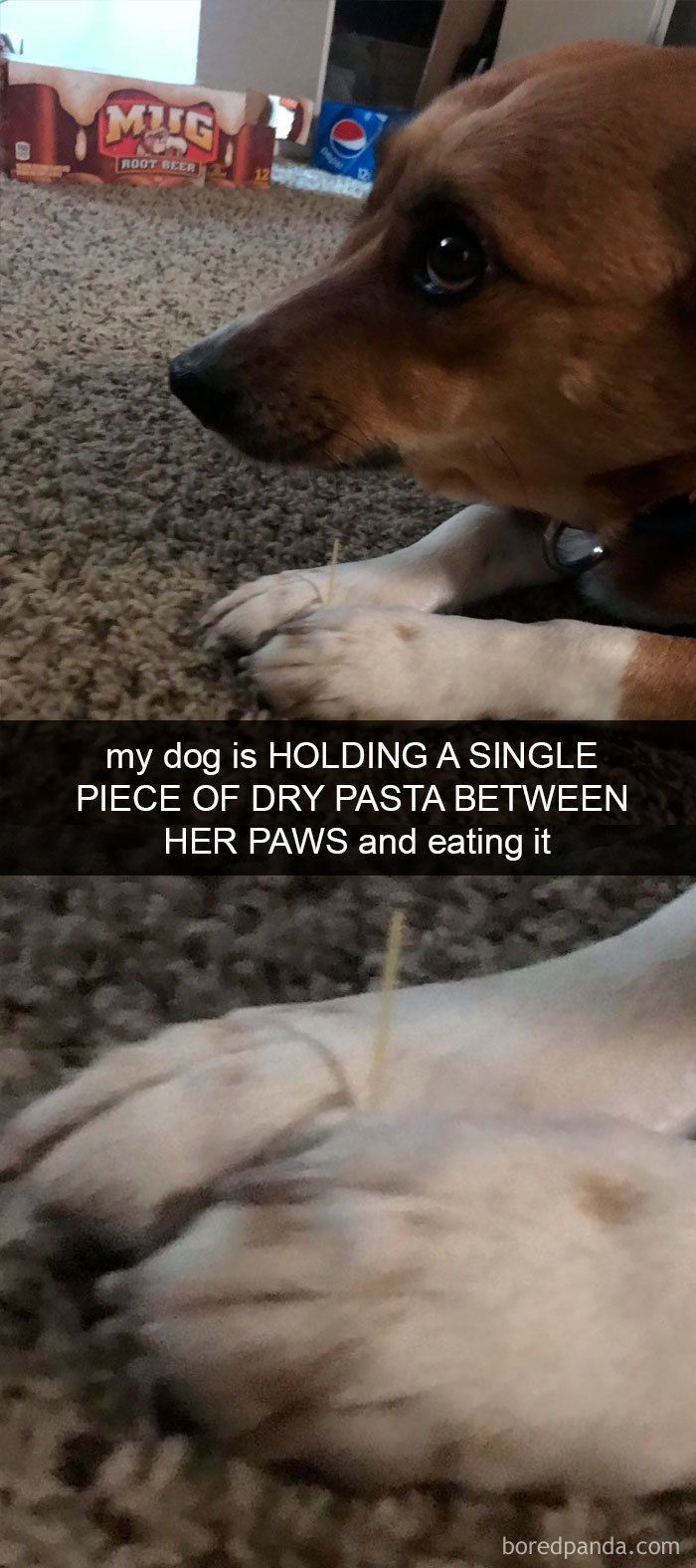 Funny-Hilarious-Dog-Snapchats