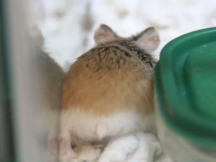 Cute-Hamster-Butts
