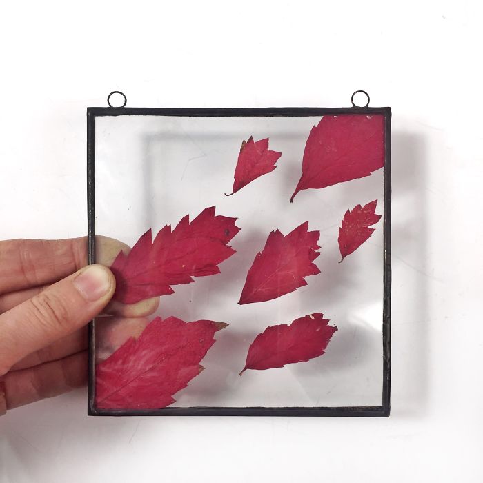 About Two Years Ago, I Picked Up A New Hobby Of Making Flower Herbariums And Here Are My Recent Works About Two Years Ago, I Picked Up A New Hobby Of Making Flower Herbariums And Here Are My Recent Works