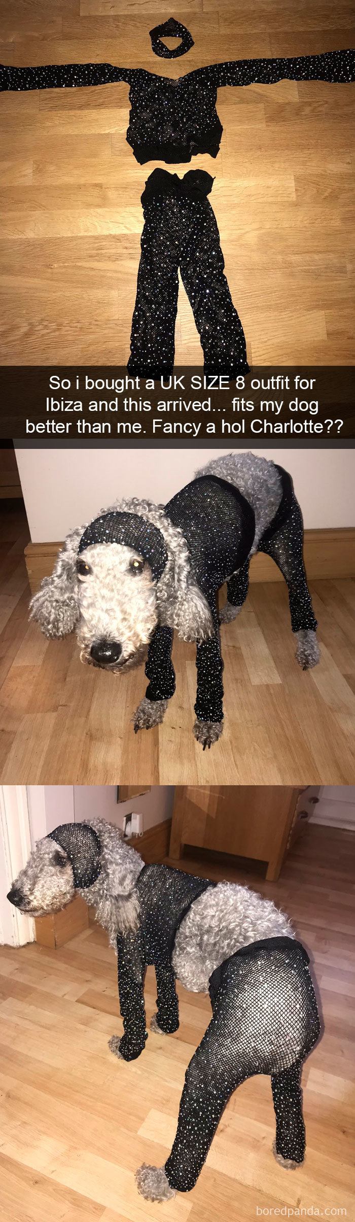 Funny-Hilarious-Dog-Snapchats