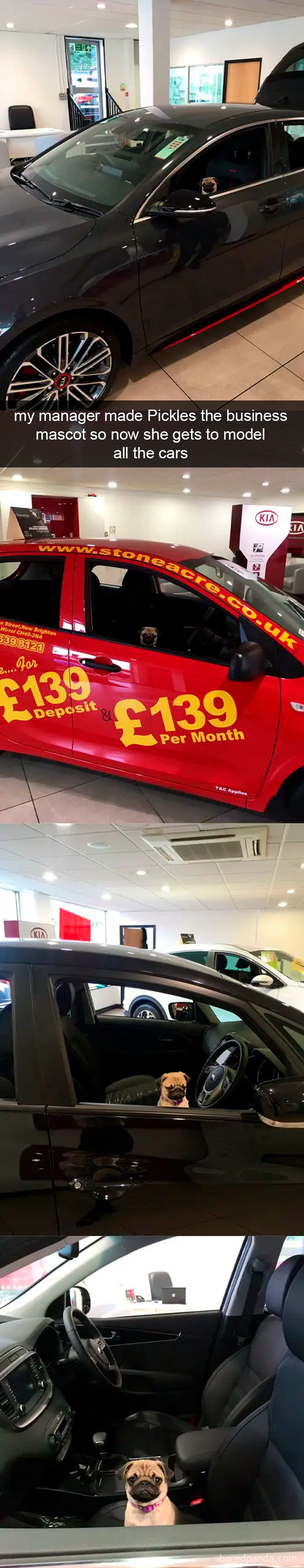 Funny-Hilarious-Dog-Snapchats