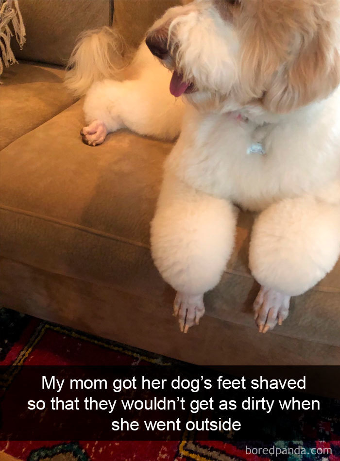 Funny-Hilarious-Dog-Snapchats