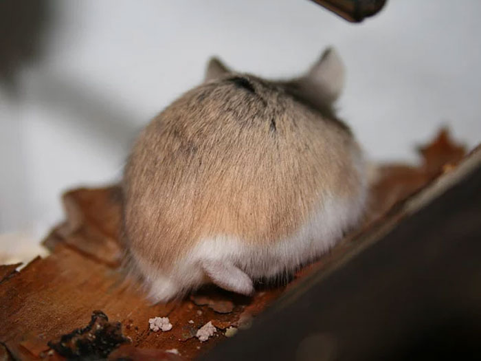Cute-Hamster-Butts