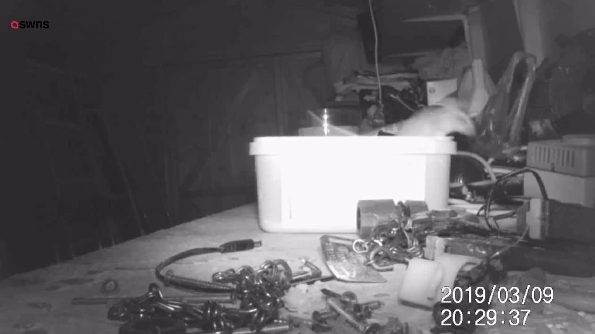 "I Thought I Was Going Mad:" Pensioner Catches A Mouse That Kept Cleaning His Shed On A Trail Cam