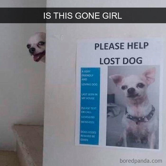 Funny-Hilarious-Dog-Snapchats