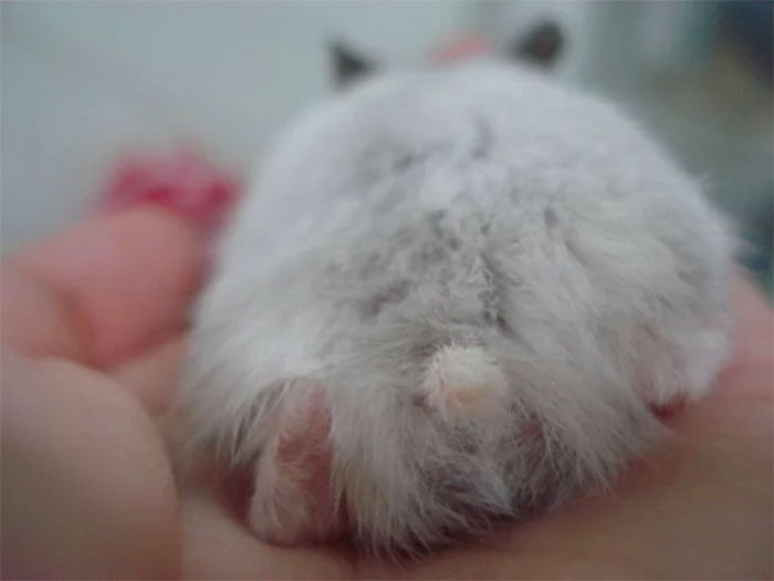 Cute-Hamster-Butts