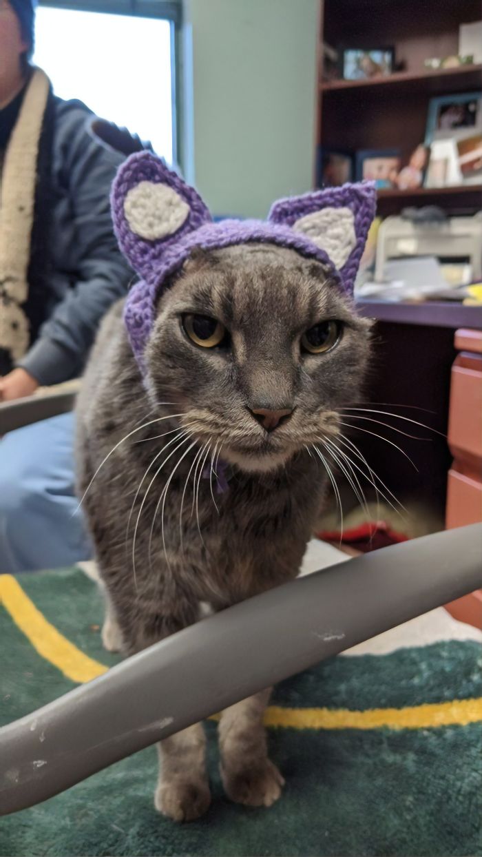 Stray Cat With Crocheted Ears Finally Finds A Forever Home Stray Cat With Crocheted Ears Finally Finds A Forever Home