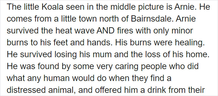 After One Koala Dies Due To Being Given Water Improperly, Vets Explain How To Do It Right