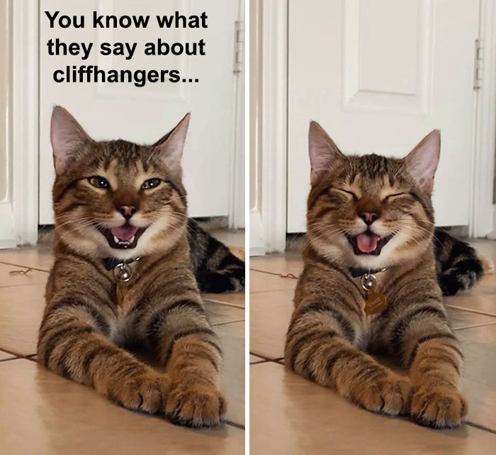 Cat-Meme-Joke