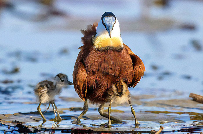 Protective Father Birds Hides His Chicks From Danger In Adorable Photos Protective Father Birds Hides His Chicks From Danger In Adorable Photos