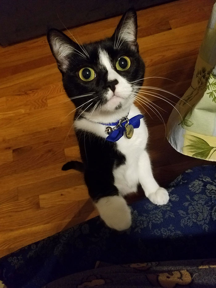 Guy Shares His Cat's Funny Reaction To Him Opening A Can Thinking It's Tuna, Gets A Fan Comic Strip