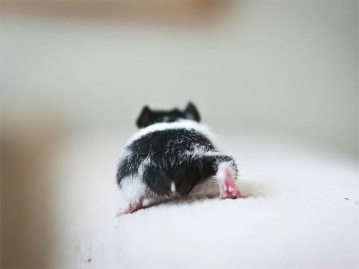 Cute-Hamster-Butts