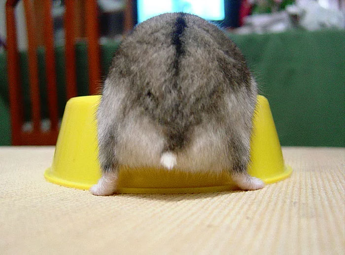 Cute-Hamster-Butts