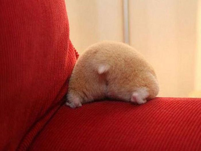 Cute-Hamster-Butts