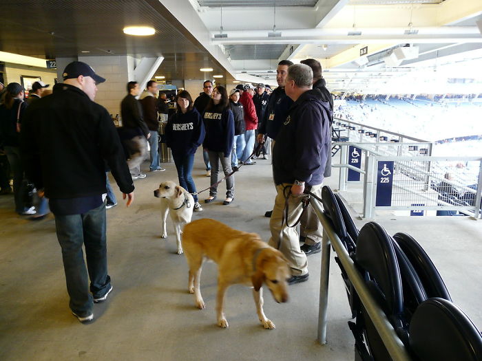 Bomb-Sniffing Dogs Never Scratch, Paw Or Bark At The Luggage When They Detect Explosive Materials