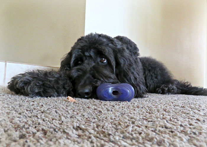 Dogs Who Have Negative Experiences Tend To Lie Awake At Night Worrying