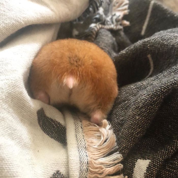 Cute-Hamster-Butts
