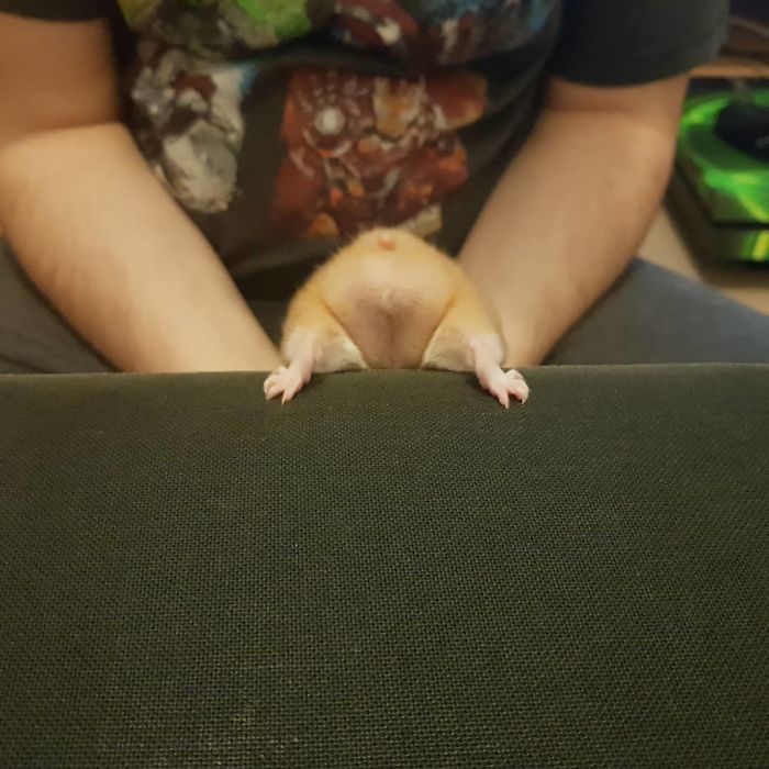 Cute-Hamster-Butts