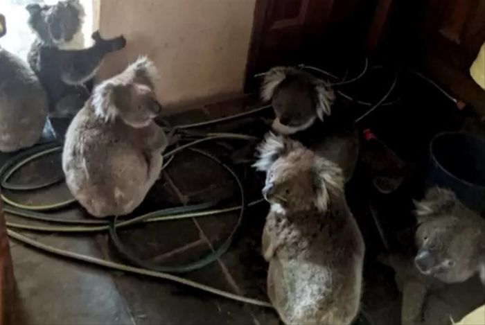 Dog Saves A Koala Joey From The Bushfires And He Makes A Stunning Recovery