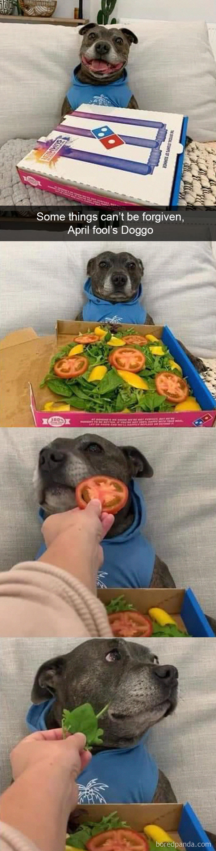 Funny-Hilarious-Dog-Snapchats