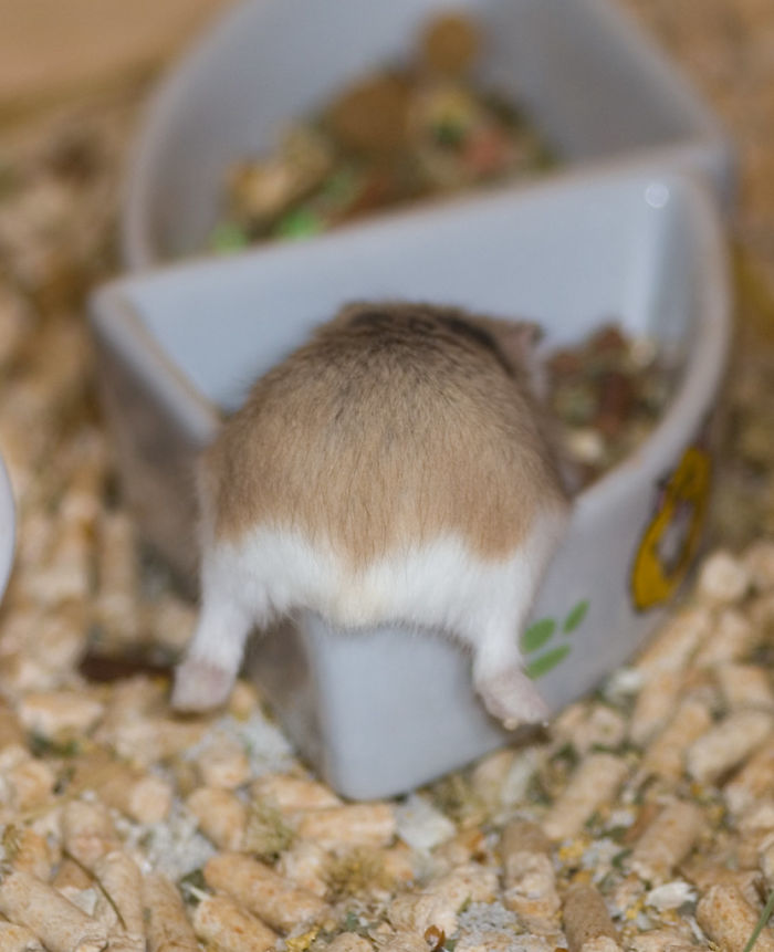 Cute-Hamster-Butts