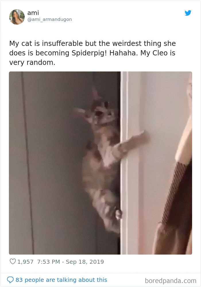 Cats-Do-Weird-Things