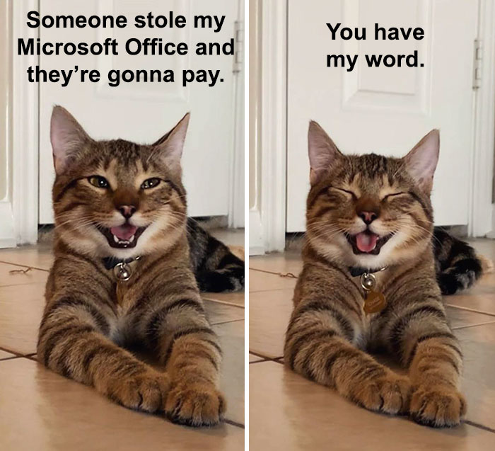 Cat-Meme-Joke