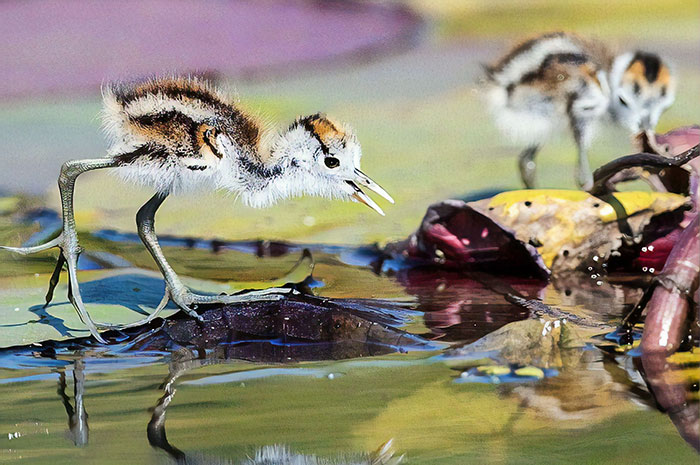 Protective Father Birds Hides His Chicks From Danger In Adorable Photos