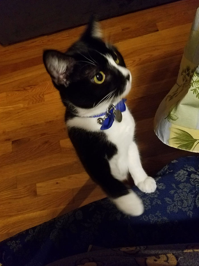 Guy Shares His Cat's Funny Reaction To Him Opening A Can Thinking It's Tuna, Gets A Fan Comic Strip Guy Shares His Cat's Funny Reaction To Him Opening A Can Thinking It's Tuna, Gets A Fan Comic Strip