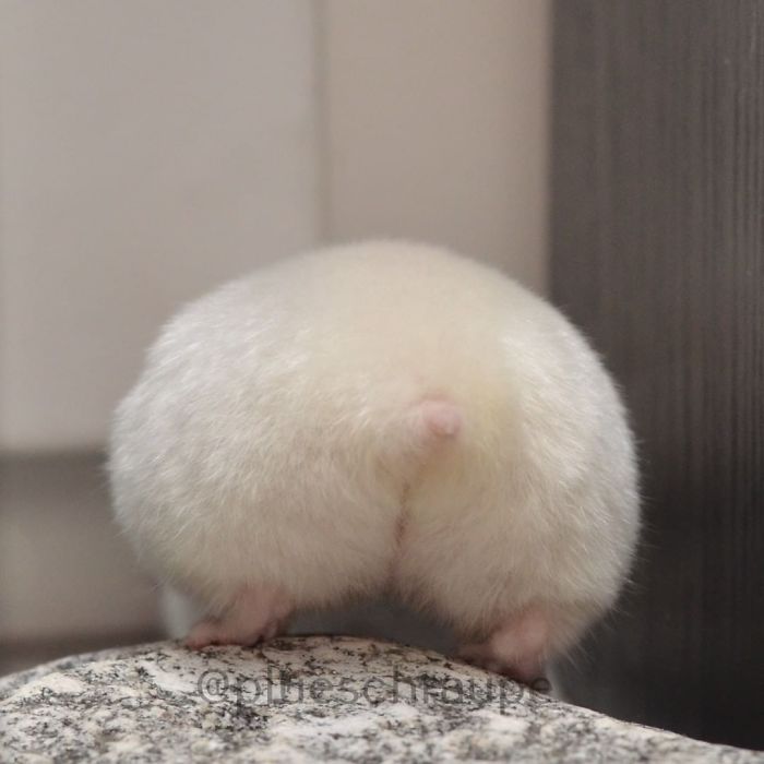 Cute-Hamster-Butts