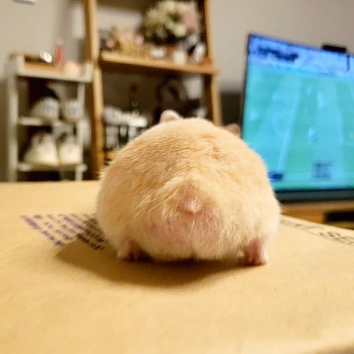 Cute-Hamster-Butts