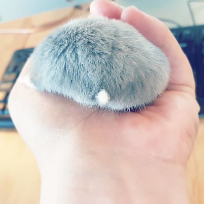 Cute-Hamster-Butts