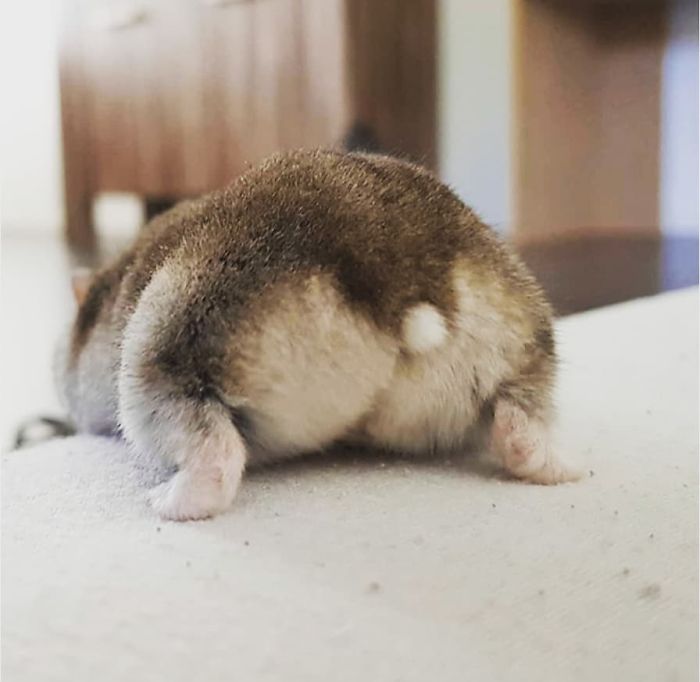 Cute-Hamster-Butts