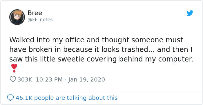 Possum Trashes Woman's Office In Australia, Becomes A Meme Possum Trashes Woman's Office In Australia, Becomes A Meme