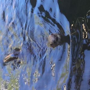 athena-a-sorenson avatar