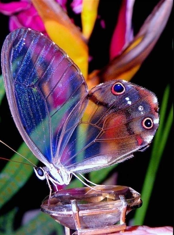 Butterfly Beauty