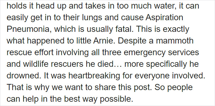 After One Koala Dies Due To Being Given Water Improperly, Vets Explain How To Do It Right After One Koala Dies Due To Being Given Water Improperly, Vets Explain How To Do It Right