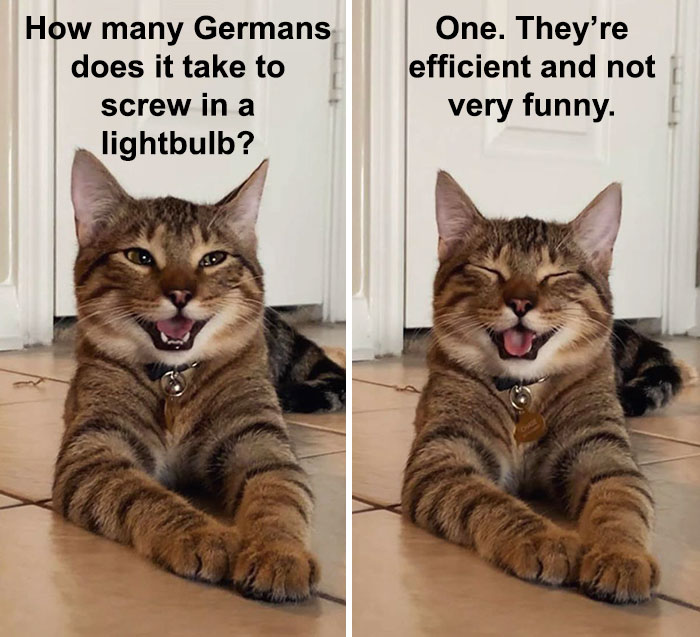 Cat-Meme-Joke
