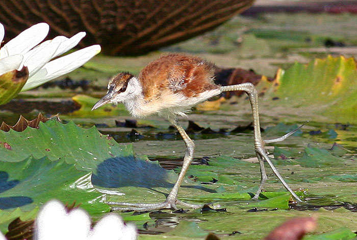 Protective Father Birds Hides His Chicks From Danger In Adorable Photos Protective Father Birds Hides His Chicks From Danger In Adorable Photos