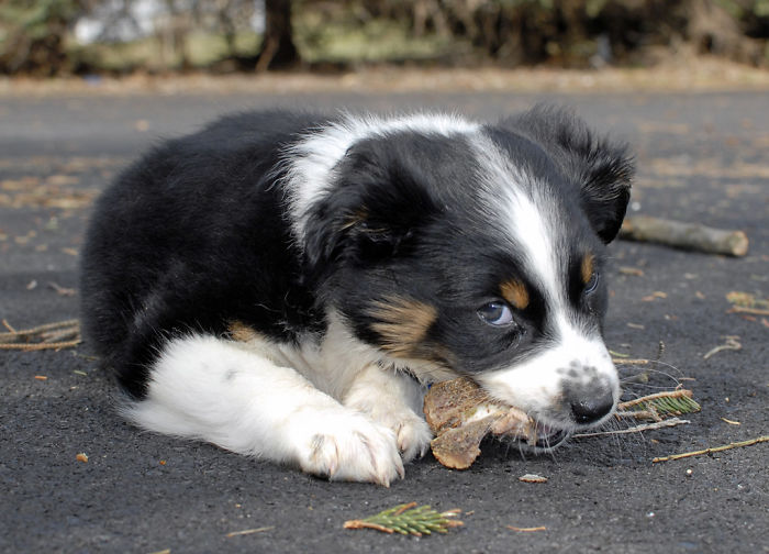 Some Australian Shepherds Try To Herd Small Children Out Of Instinct