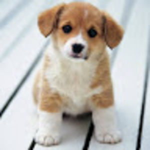 alexiamandairon avatar