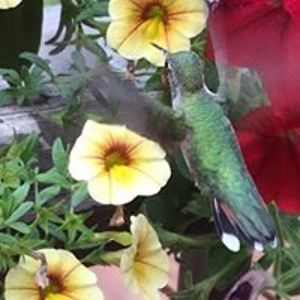 maryellen_burch avatar