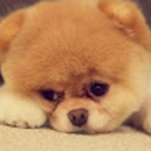 gabriellacrawford avatar