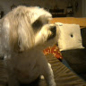 wendyrainwhitequail avatar