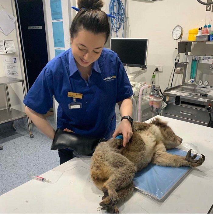 Lucky Koala Is Saved From Sa Bushfires